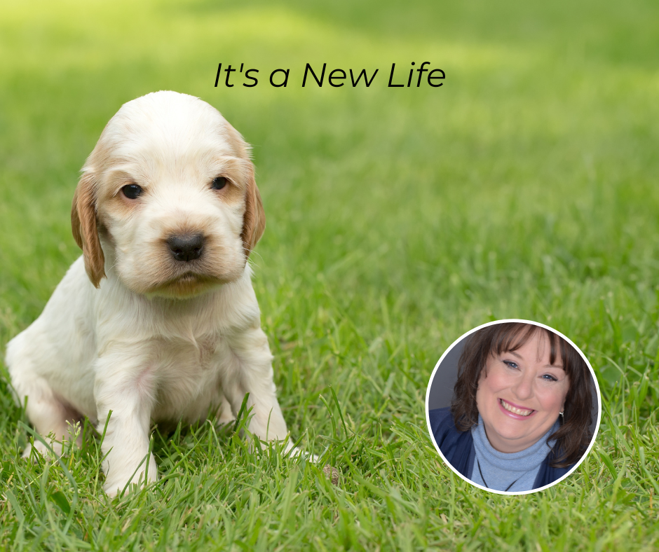 puppy sitting on a lawn. Text: It's a new life Photo of Rev Sibley included