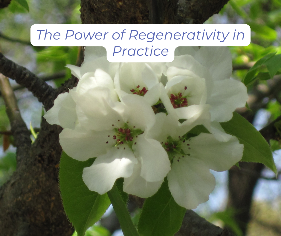 Large white blooms on tree branches
