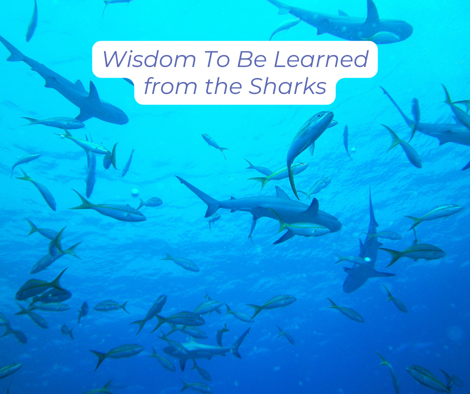 Sharks and fish swimming together. Wisdom To Be Learned from The Sharks.
